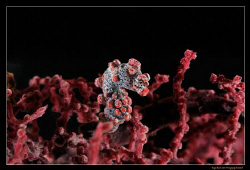 Pygmy Seahorse (Hippocampus Bargabanti), 
D300, 60mm AF-... by Kay Burn Lim 